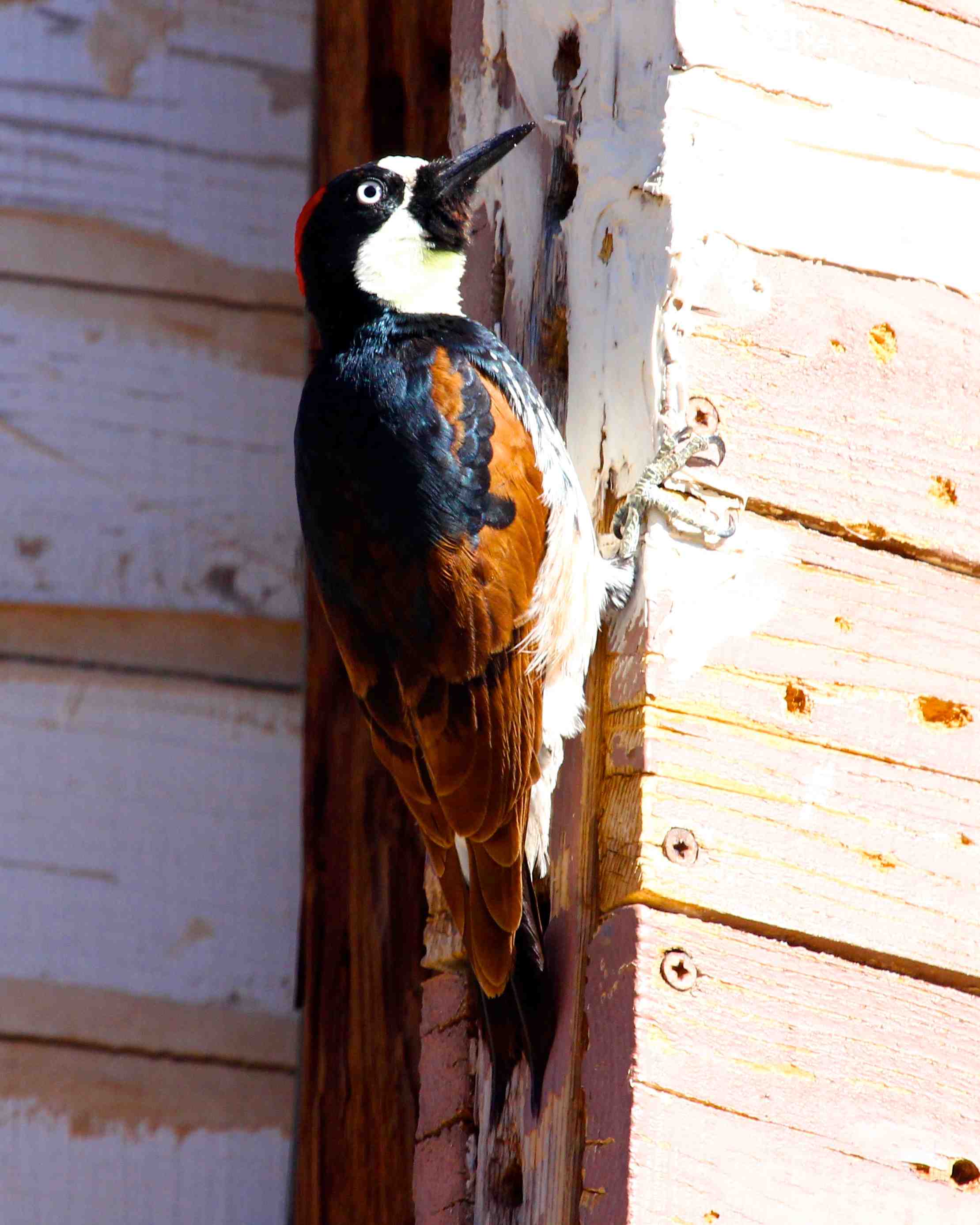 Acorn Woodpecker 6409.jpg